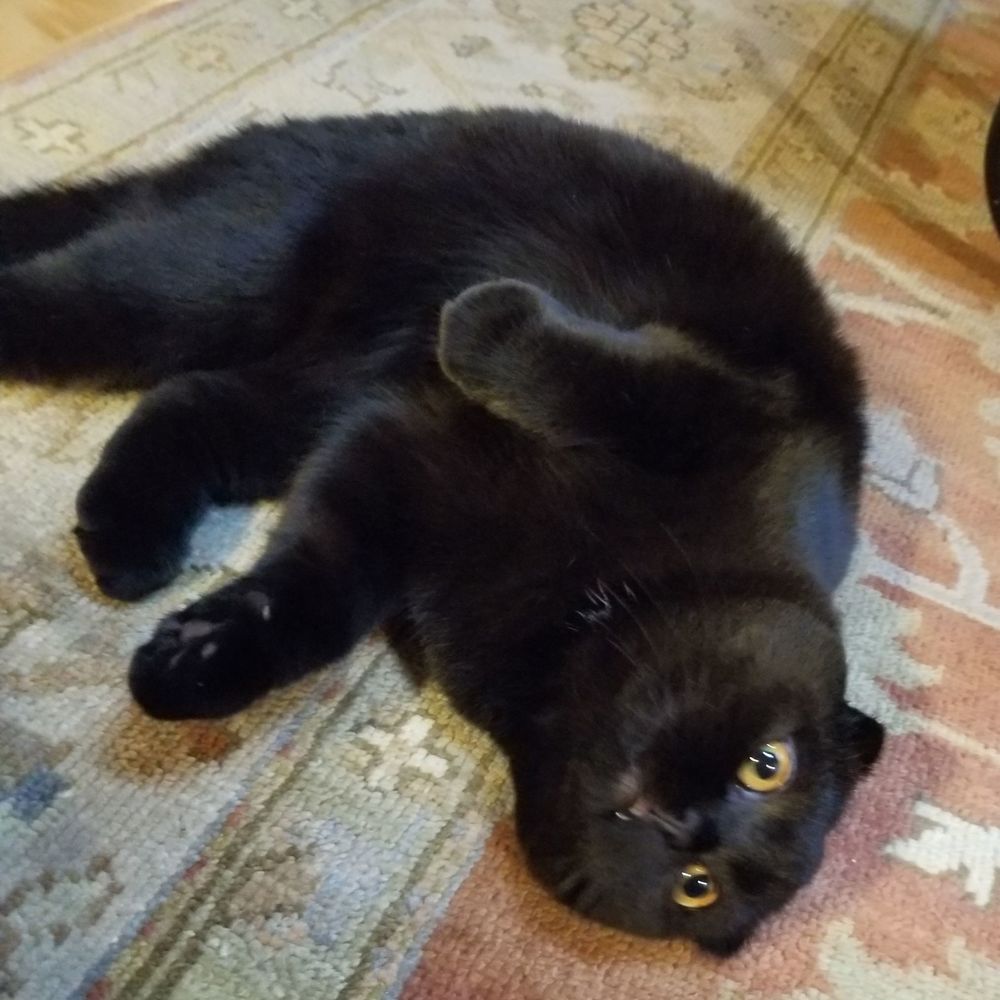 Meet your Posher, Susan